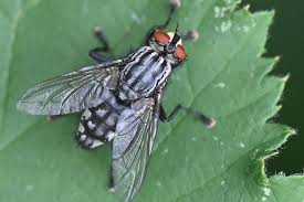 Attēlu rezultāti vaicājumam “Sarcophaga carnaria”