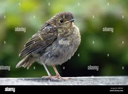 Attēlu rezultāti vaicājumam “Erithacus rubecula juvenile”