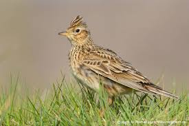 Attēlu rezultāti vaicājumam “Alauda arvensis”