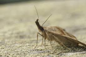 Attēlu rezultāti vaicājumam “Hypena proboscidalis”