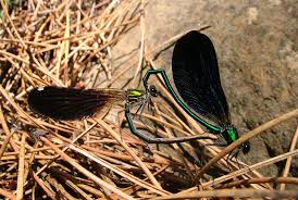 Attēlu rezultāti vaicājumam “Calopteryx virgo female”