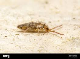 Attēlu rezultāti vaicājumam “Heteromurus nitidus”