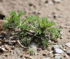 Attēlu rezultāti vaicājumam “Matricaria discoidea leaf”