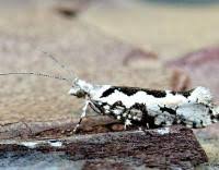 Attēlu rezultāti vaicājumam “Ypsolopha sequella”