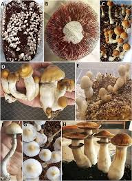 Attēlu rezultāti vaicājumam “Psilocybe sp.”