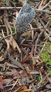 Attēlu rezultāti vaicājumam “Cordyceps ophioglossoides”