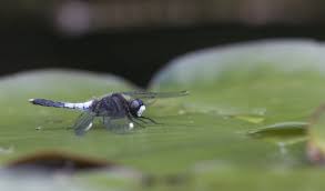 Attēlu rezultāti vaicājumam “Leucorrhinia caudalis male”