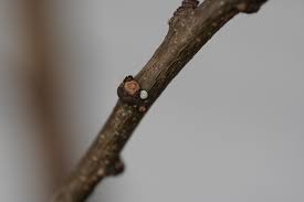 Attēlu rezultāti vaicājumam “Thecla betulae underside”