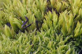 Attēlu rezultāti vaicājumam “Tortella inclinata”