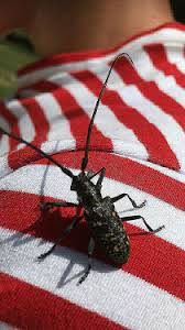 Attēlu rezultāti vaicājumam “Monochamus sutor”