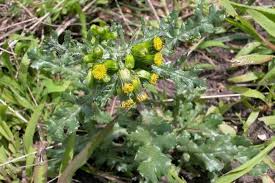 Attēlu rezultāti vaicājumam “Senecio vulgaris leaf”