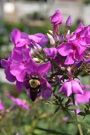 Attēlu rezultāti vaicājumam “Phlox paniculata”
