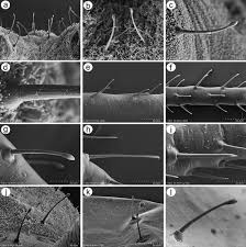 Attēlu rezultāti vaicājumam “Macrosiphoniella absinthii”