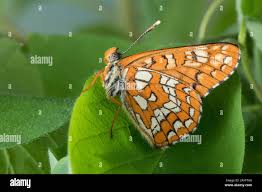 Attēlu rezultāti vaicājumam “Euphydryas maturna”