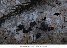 Attēlu rezultāti vaicājumam “Hypoxylon fuscum”