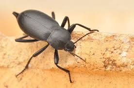 Attēlu rezultāti vaicājumam “Blaps mortisaga”