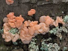 Attēlu rezultāti vaicājumam “Craterocolla cerasi”