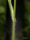 Attēlu rezultāti vaicājumam “Brachypodium sylvaticum fruit”