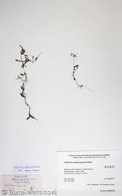 Attēlu rezultāti vaicājumam “Callitriche cophocarpa leaf”