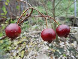 Attēlu rezultāti vaicājumam “Crataegus x macrocarpa”