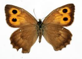 Attēlu rezultāti vaicājumam “Hyponephele lycaon female”