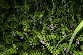 Attēlu rezultāti vaicājumam “Vicia cracca”