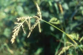Attēlu rezultāti vaicājumam “Echinochloa crus-galli leaf”