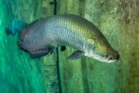 Image result for Silurus glanis