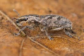 Attēlu rezultāti vaicājumam “Rhynchaenus lonicerae”