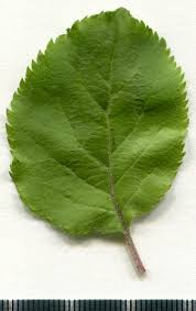 Attēlu rezultāti vaicājumam “Malus sylvestris”