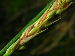 Attēlu rezultāti vaicājumam “Carex hartmanii”