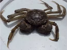 Image result for Eriocheir sinensis