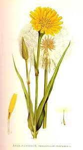 Image result for Tragopogon pratensis