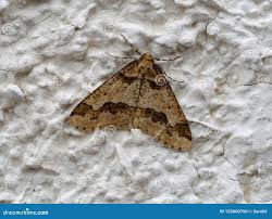 Attēlu rezultāti vaicājumam “Erannis defoliaria”