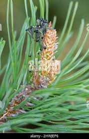 Attēlu rezultāti vaicājumam “Diprion pini male”