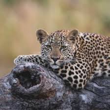 Attēlu rezultāti vaicājumam “Leporida”