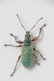 Attēlu rezultāti vaicājumam “Phyllobius”