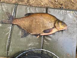 Image result for Byfleet Angling Association