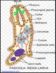 Attēlu rezultāti vaicājumam “Hadula trifolii larva”