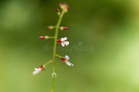 Attēlu rezultāti vaicājumam “Circaea lutetiana bud”