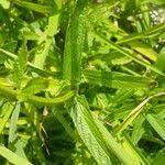 Attēlu rezultāti vaicājumam “Stachys palustris fruit”