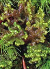 Attēlu rezultāti vaicājumam “Ptilidium ciliare”