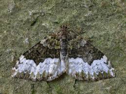 Attēlu rezultāti vaicājumam “Spargania luctuata”