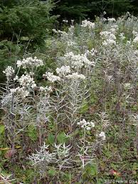 Attēlu rezultāti vaicājumam “Anaphalis margaritacea leaf”