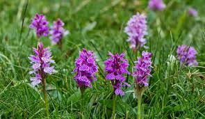 Attēlu rezultāti vaicājumam “Dactylorhiza maculata”