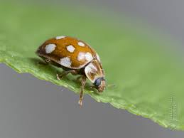 Attēlu rezultāti vaicājumam “Calvia quatuordecimguttata”