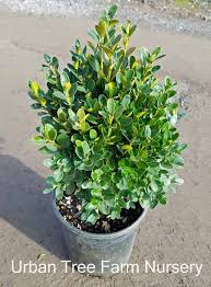 Attēlu rezultāti vaicājumam “Buxus sempervirens”