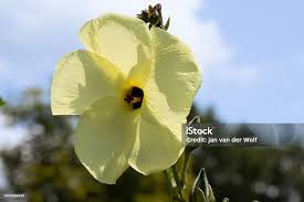 Image result for Abelmoschus moschatus