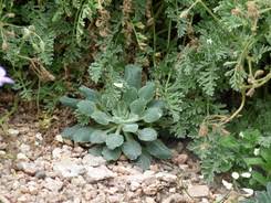 Image result for Campanula formanekiana