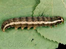 Attēlu rezultāti vaicājumam “Lithomoia solidaginis”